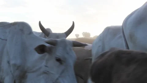 Masai Cattle Passing Camera  (HD) Stock Footage 7905283