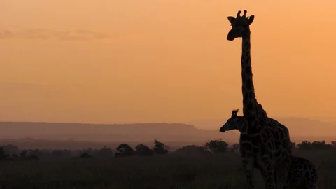 giraffe sunrise