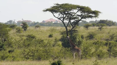 Masai giraffe with buildings in the background Stock Footage 79071174