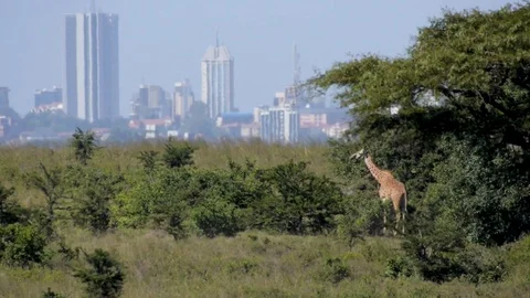 Masai Giraffe with city in background Stock Footage 79071162