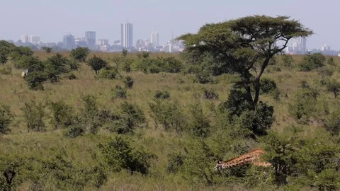Masai Giraffe with city in background Stock Footage 79071218