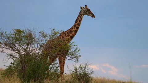 Masai Giraffe Emerging from the Bush as Red-Billed Oxpeckers Land on Its Back Stock Footage 342234806