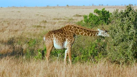 MASAI GIRAFFE FEEDING MAASAI MARA KENYA AFRICA Stock Footage