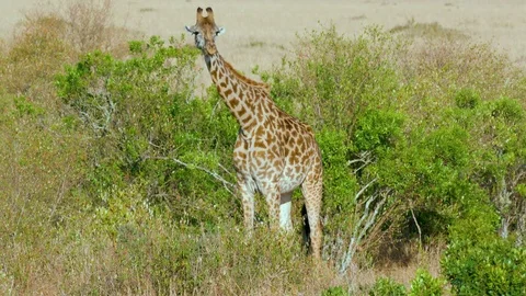 MASAI GIRAFFE FEEDING MAASAI MARA KENYA AFRICA Stock Footage
