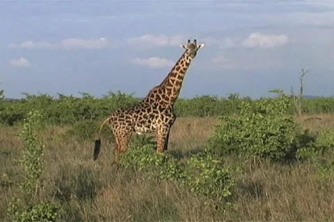 Masai Giraffe Stock Footage 96581
