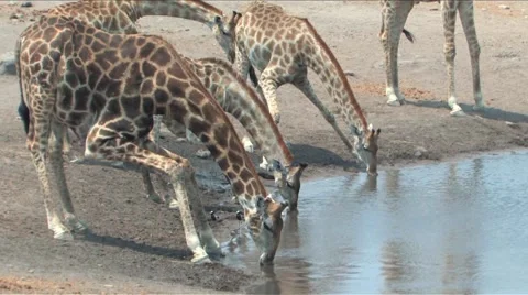 Masai Giraffe Stock Footage 939573