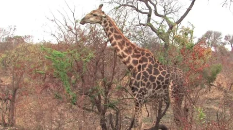 Masai Giraffe  Stock Footage 940292