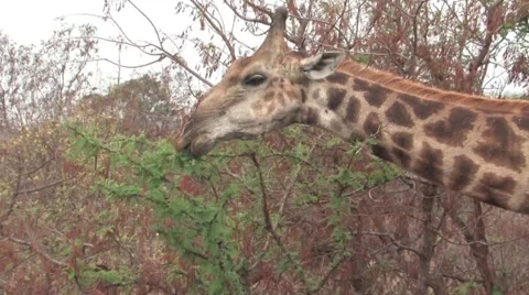 Masai Giraffe  Stock Footage 940309