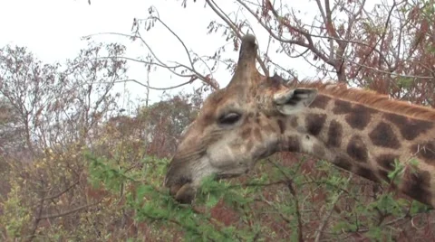Masai Giraffe  Stock Footage 940340