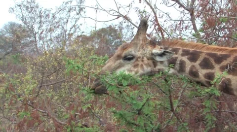 Masai Giraffe  Stock Footage 940363