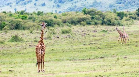 Masai giraffe in the Kenyan savanna on a meadow Stock Photos