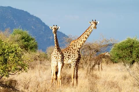 The masai giraffe Stock Photos