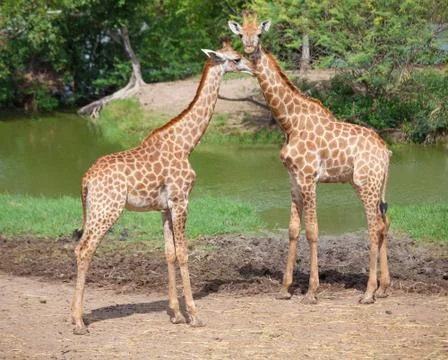 Masai giraffe Stock Photos