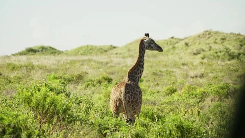 Masai giraffe stands in lush rolling greenery of Arusha National Park in Africa Video stock 307717302