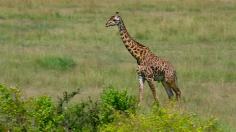 MASAI GIRAFFE WALKING MAASAI MARA KENYA AFRICA Stock Footage 66271553