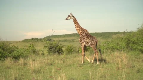 Masai Giraffe Walking in Slow Motion in Maasai Mara, Kenya Stock Footage 40956212