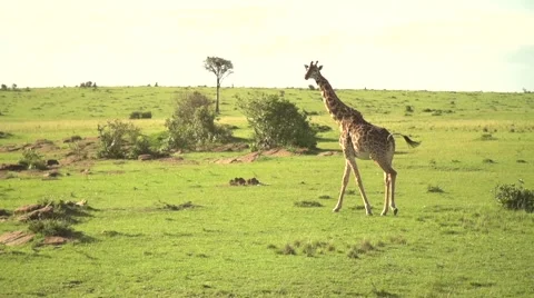 Masai Giraffe Walking in Slow Motion in Maasai Mara, Kenya Stock Footage 40956269