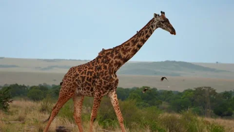 Masai Giraffe Walking in Slow Motion with Oxpecker Birds on Its Body in Maasai Stock Footage 342235503