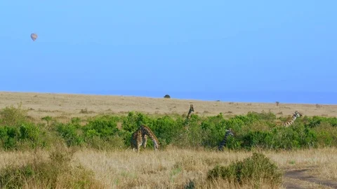 MASAI GIRAFFES FEEDING MAASAI MARA KENYA AFRICA Stock Footage