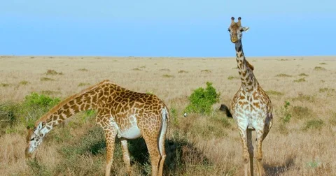 MASAI GIRAFFES WALKING MAASAI MARA KENYA AFRICA Stock Footage
