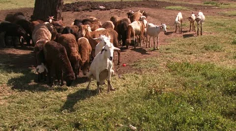 Masai goats Stock Footage 22239566