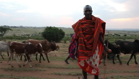 Masai Man Standing with Cattle Passing in Background (HD) Stock Footage 7131367
