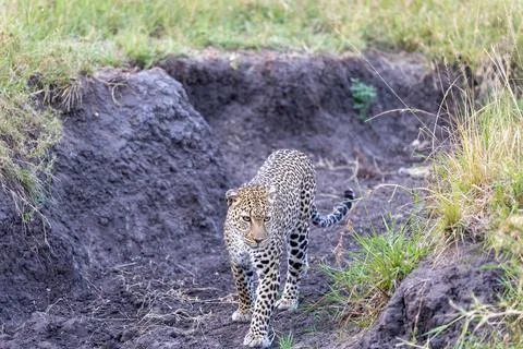 Masai Mara leopard: Leopard walks toward camera out of an eroded earthen gully Stock Photos