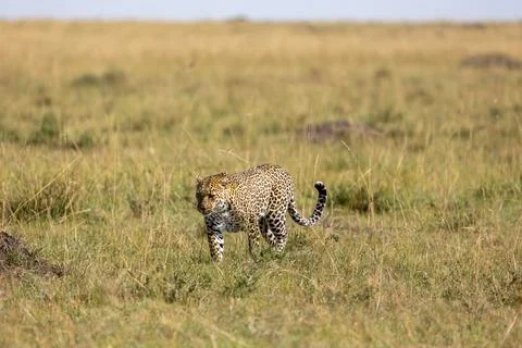 Masai Mara leopard: Leopard walks through open grassland its tail raised Stock Photos