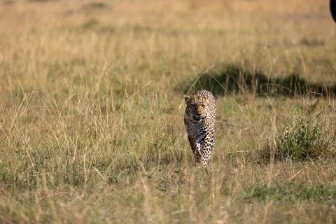 Masai Mara leopard: Leopard walks toward camera through tall savannah grass Stock Photos
