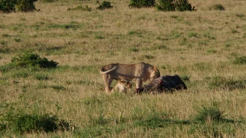 Masai Mara Lion Pride with Kill Stock Footage 74331151