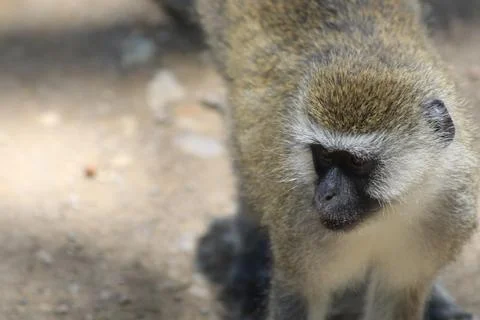 Masai Mara - Monkey 스톡 사진