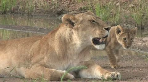 Masai Mara Safari - Lion and Cubs 01 Stock Footage
