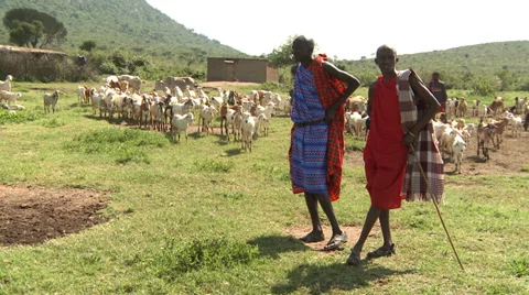 Masai men guarding cattle Video stock 33687694