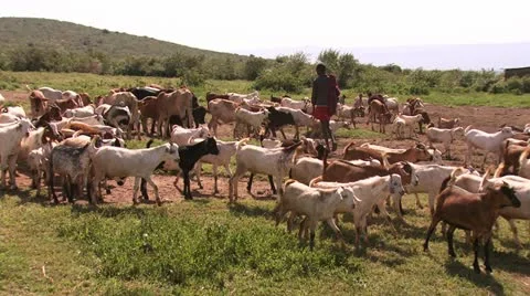 Masai shepherd Vídeos de archivo 22238950