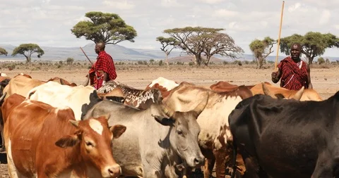 Masai Tribe with Cows Stock Footage 107685691
