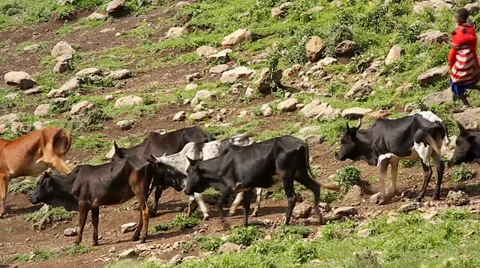 Masai warriors protect &amp; guide their grazing cattle through in Tanzania. Video stock 35509697