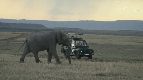 Masaimara 13 Stockbeeldmateriaal 538674