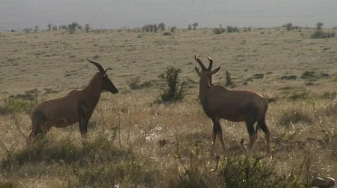 Masaimara 13 Stock Footage 538687