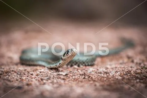 Masculine reptile or grass snake, Natrix natrix Stock Photos