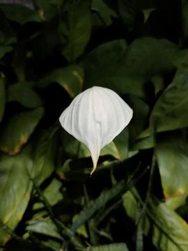 Masdevallia coccinea Stock Photos
