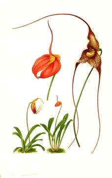 Masdevallias coccinea Masdevallias gemmata Masdevallias chimera little flag Stock Illustration