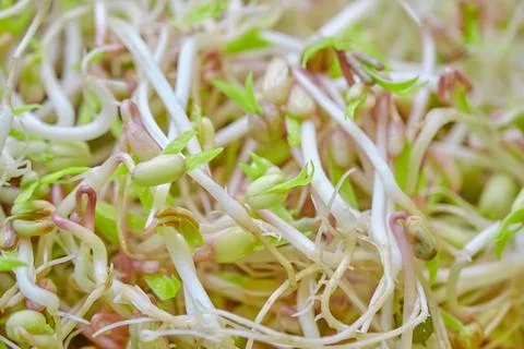 Mash bean sprout Photos