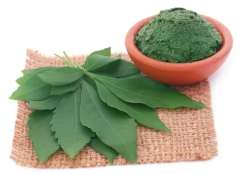 Mashed vitex Negundo Stock Photos