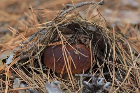 Mashroom in forest Stock Photos