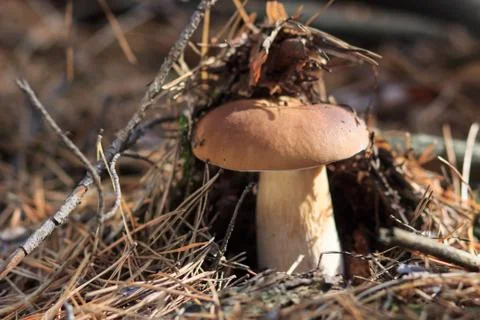 Mashroom in forest Stock Photos