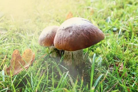 Mashroom in grass Stock Photos