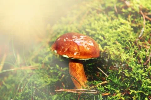 Mashroom in grass Stock Photos