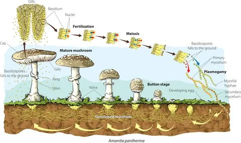 Mashroom life cycle Stock Illustration