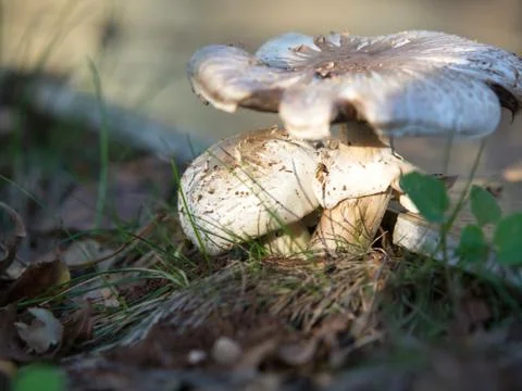 Mashroom Stock Photos