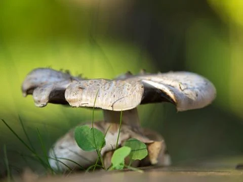 Mashroom Stock Photos